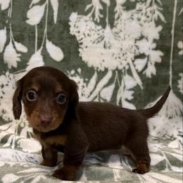 Mocha - Chocolate and tan female Dachshund puppy in Pollok, Texas from Magnolia Kennels