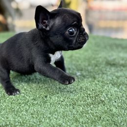 Girl 4 - Black female French Bulldog puppy in City Of Industry, California from Cert. Frenchies