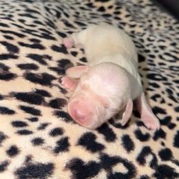 Fin - Cream male Dachshund puppy in Pierson, Florida from Paige’s Mini Dachshunds