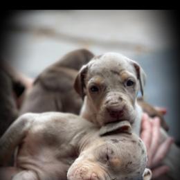 Great Dane Puppies from Allen’s Ridge Ranch