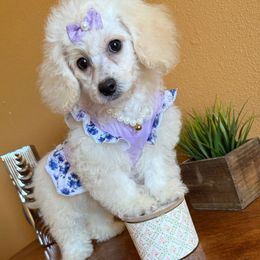 Cockapoo Skye - Cream female Poodle puppy in Ocoee, Florida from Puppie Poos 4 U