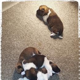 Akita Puppies from Komai Akitas