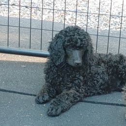 Poodle Puppies from Canterland Farm