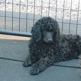 Poodle Puppies from Canterland Farm