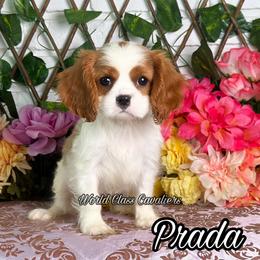 Prada - Blenheim female Cavalier King Charles Spaniel puppy in Hollywood, Florida from World Class Cavaliers