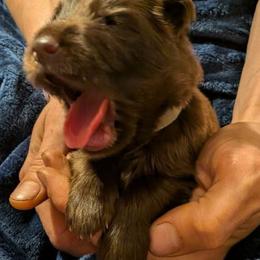 Tan collar - Liver male German Shepherd puppy in Garrett, Indiana from Devil-Dog Shepherds