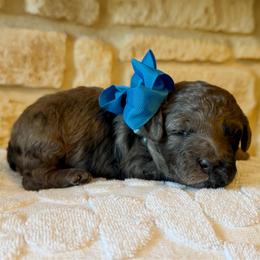 T.J. (F2bb blue boy) - Blue merle male Aussiedoodle puppy in Midlothian, Texas from Gray Doodles