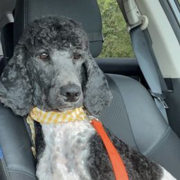 Aussiedoodles, Australian Shepherds, and Poodles from C&S Kennels