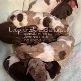 Hank - Dapple male Dachshund puppy in Fayetteville, West Virginia from Loop Creek Dachshunds