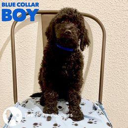 Poodle Puppies from The Rad Poodles