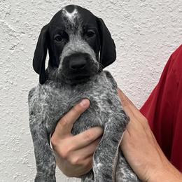 Boone aka Banks - Black roan male German Shorthaired Pointer puppy in Port Charlotte, Florida from Lazy K GSP's