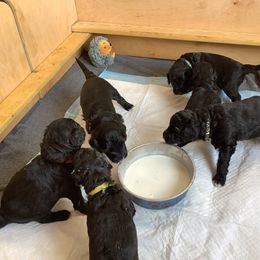 Aussiedoodle puppies from Feather Valley Farm