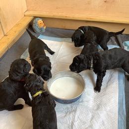 Aussiedoodle puppies from Feather Valley Farm