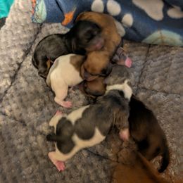 Dachshund puppies from Briana's Dachshunds