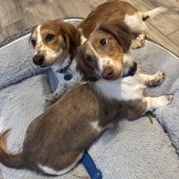 Cream - Dachshund