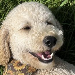 Goldendoodles from Willows Doodles