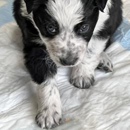 Border Collie Puppies from Roaring River Border Collies
