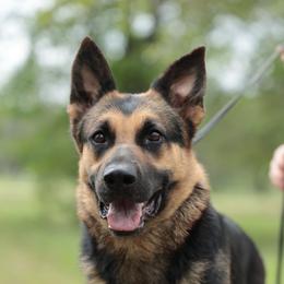 Lizzie - German Shepherd