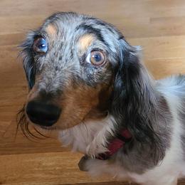 Kyra (Kiera) - Piebald female Dachshund puppy in Waynesboro, Tennessee from Owl Hollow Farm Miniature Dachshunds
