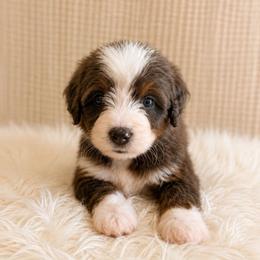 Susan - Tri-color female Bernedoodle puppy in Travelers Rest, South Carolina from Bernedoodle.do