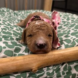 Marc - Red  male Goldendoodle puppy in Camden, North Carolina from Oopsie Doodles of NC