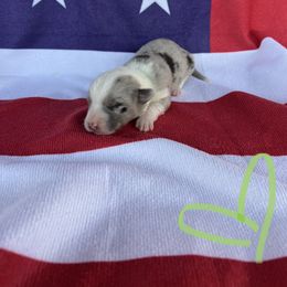 Cardigan Welsh Corgi Puppies from Wild K Ranch