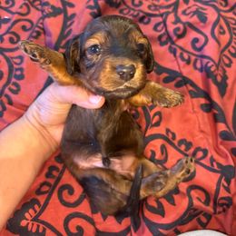 White collar - Black and tan male Dachshund puppy in San Antonio, Texas from Bear Bear's House of Doxies