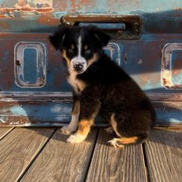 Boy 2 - Black tri male Miniature Australian Shepherd puppy in Ellsworth, Kansas from Flying H Mini Aussies