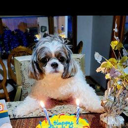 Shih Tzu Puppies from Grandma Ts Precious Puppies