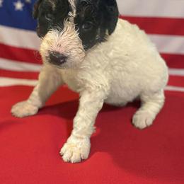Bernedoodle Puppies from Goldhaly Peach Doodles