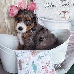 Assorted Doodle Crosses Puppies from Do Wah Diddy Doodles