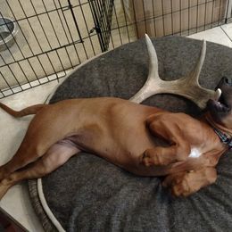 Rhodesian Ridgeback Puppies from Fawn Millette