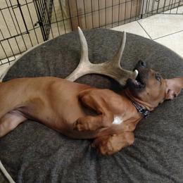 Rhodesian Ridgeback Puppies from Fawn Millette