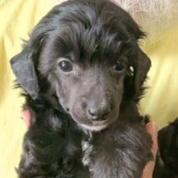 DaoDog Sweden Scandi - Black male Chinese Crested puppy in Highland Park, Michigan from Family Kennel Dao Dog