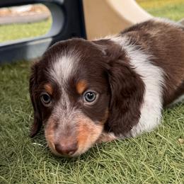 Candy Paws - Piebald male Dachshund puppy in Duncan, Arizona from Bootheel Doxies & Poms