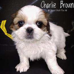 Charlie Brown - Black gold and white male Shih Tzu puppy in Peoria, Arizona from Loyal Shih Tzu