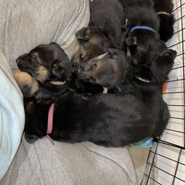 German Shepherd Puppies from Dady Shepherds