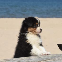 Trophy - Black tri-color female Australian Shepherd puppy in Mendon, Michigan from Lk Michigan BIS Champion Aussies