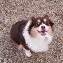 Marley - Miniature Australian Shepherd