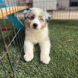 Blue Merle - Blue merle female Australian Shepherd puppy in Wittmann, Arizona from Wranglin Farms