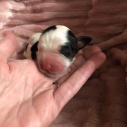Boy 3 - Black white and tan English Springer Spaniel puppy in Oklahoma from Country Love Springers