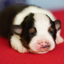 Colt - Black tri male Miniature Australian Shepherd puppy in Chesapeake, Virginia from Beaver Dam Mini Aussies