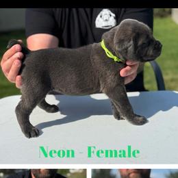 Neon collar - Gray female Cane Corso puppy in Herriman, Utah from High Country Corsos