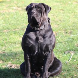 LuLu - Boerboel