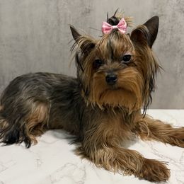 Laura - Black and gold female Yorkshire Terrier puppy in Maple Heights, Ohio from Yorkiesllc