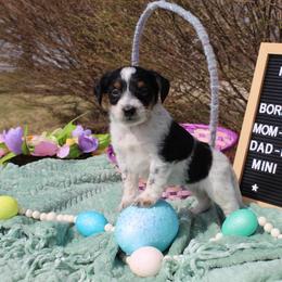 Gibson - Black tri-color male Aussiedoodle puppy in Hopkins, Missouri from Mowry Creek Mini Aussiedoodles and More