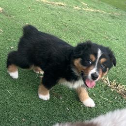 George - Black tri male Miniature Australian Shepherd puppy in Bethany, Illinois from Rachel at Marrowbone Creek Aussies