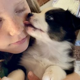 Australian Shepherd and Miniature Australian Shepherd Puppies from Hunt Farms Mini Aussies