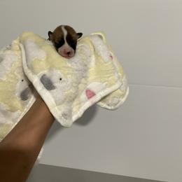 Emmy - Red female Pembroke Welsh Corgi puppy in Morgantown, Pennsylvania from GoldStar Corgis (License Number 18519)