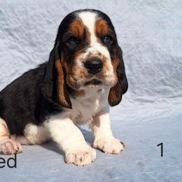 Charlie - Black brown and white male Basset Hound puppy in Mack's Creek, Missouri from Mack's Creek Basset Hounds